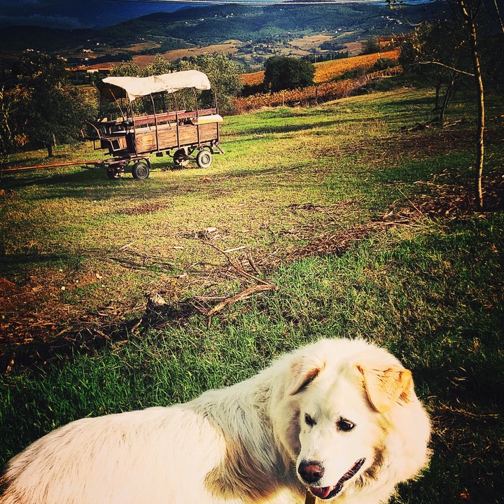 cane e carro
