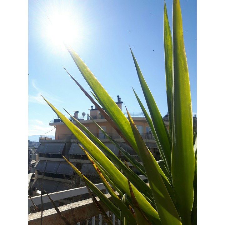 Greek Sun