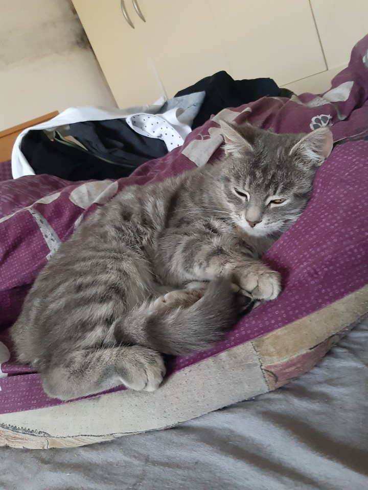 My cat is super cute??