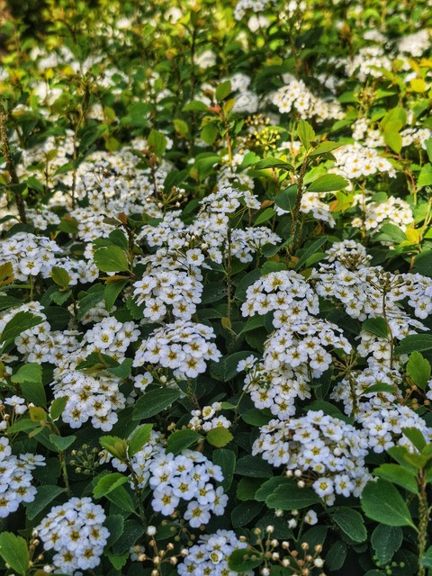 sfondi flower, Blossom