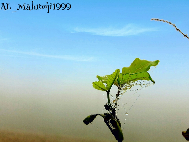 Plant