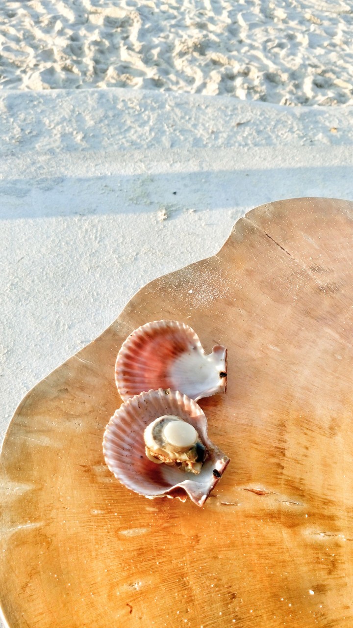 Fresh Scallop