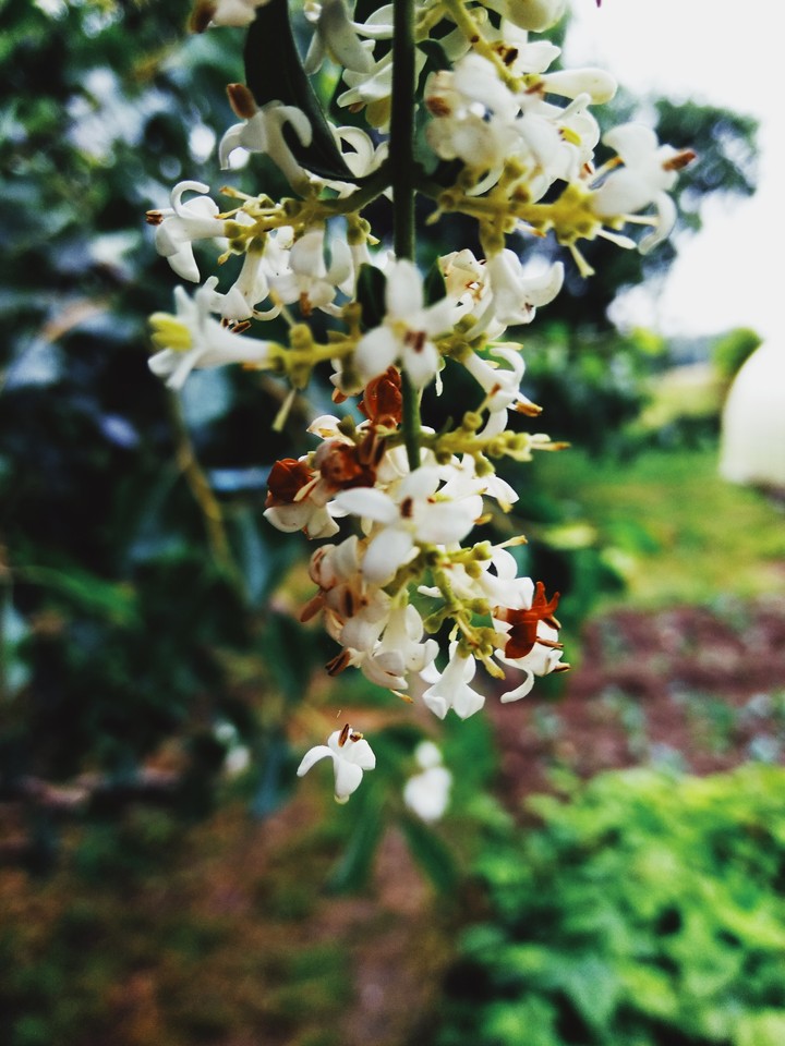Сирень or flowers #Alina