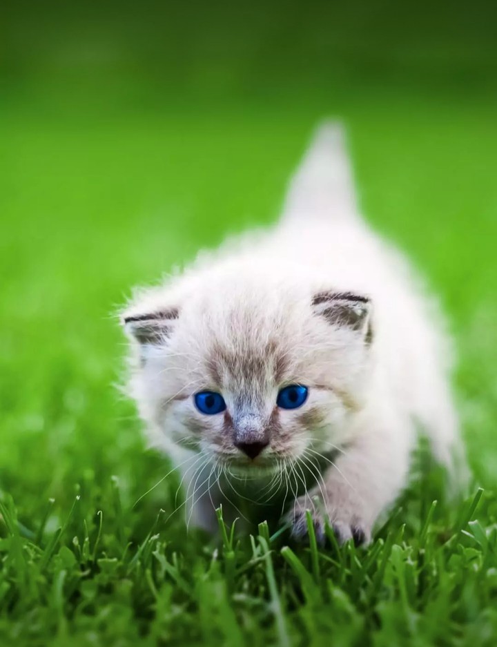 cat
