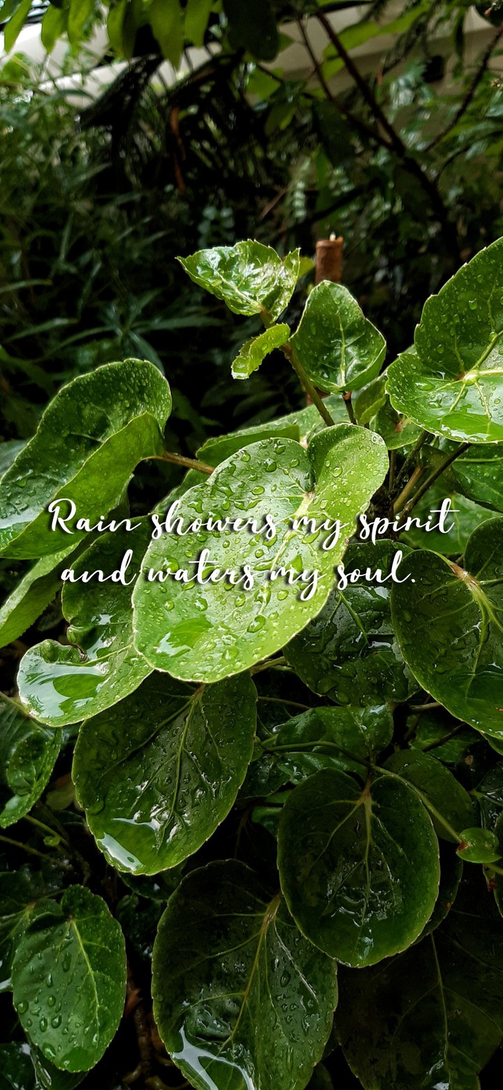 Rain