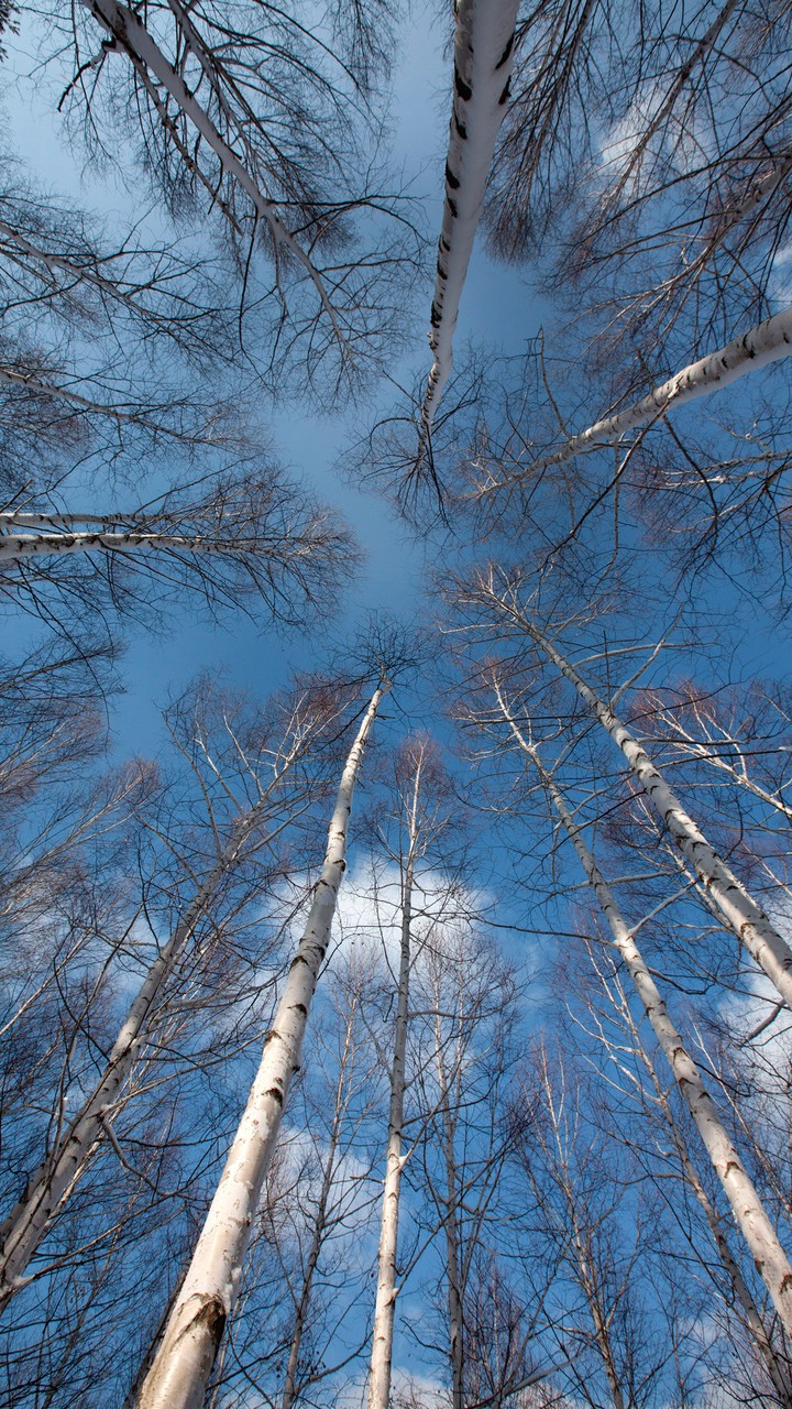 Trees in the Sky