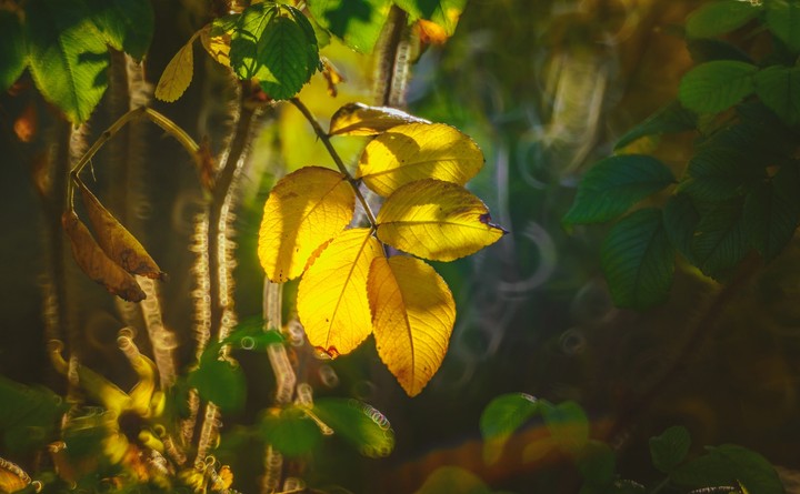 Yellow Leaves