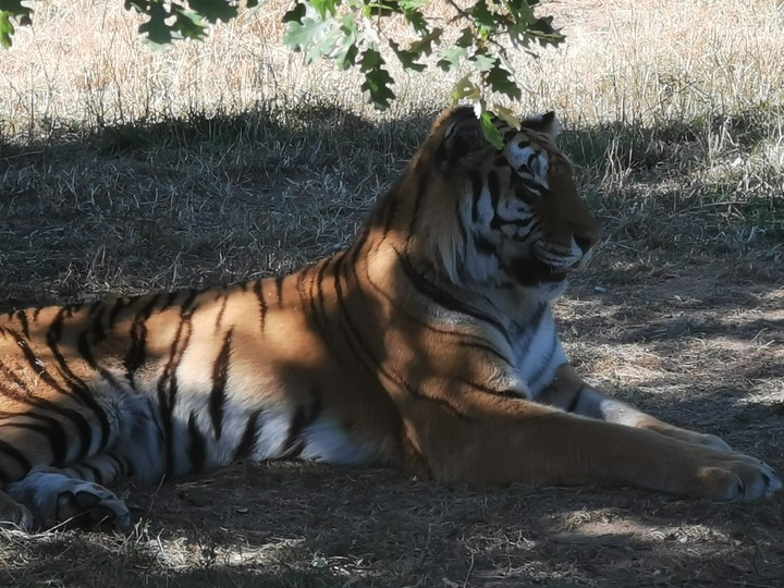 La dure vie d'un gros chat