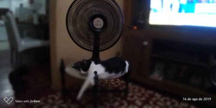sleepyng cat