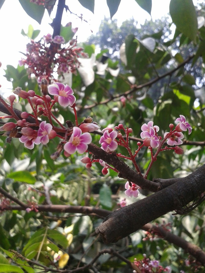 flower