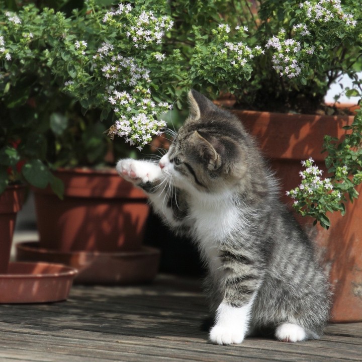 cute cat
