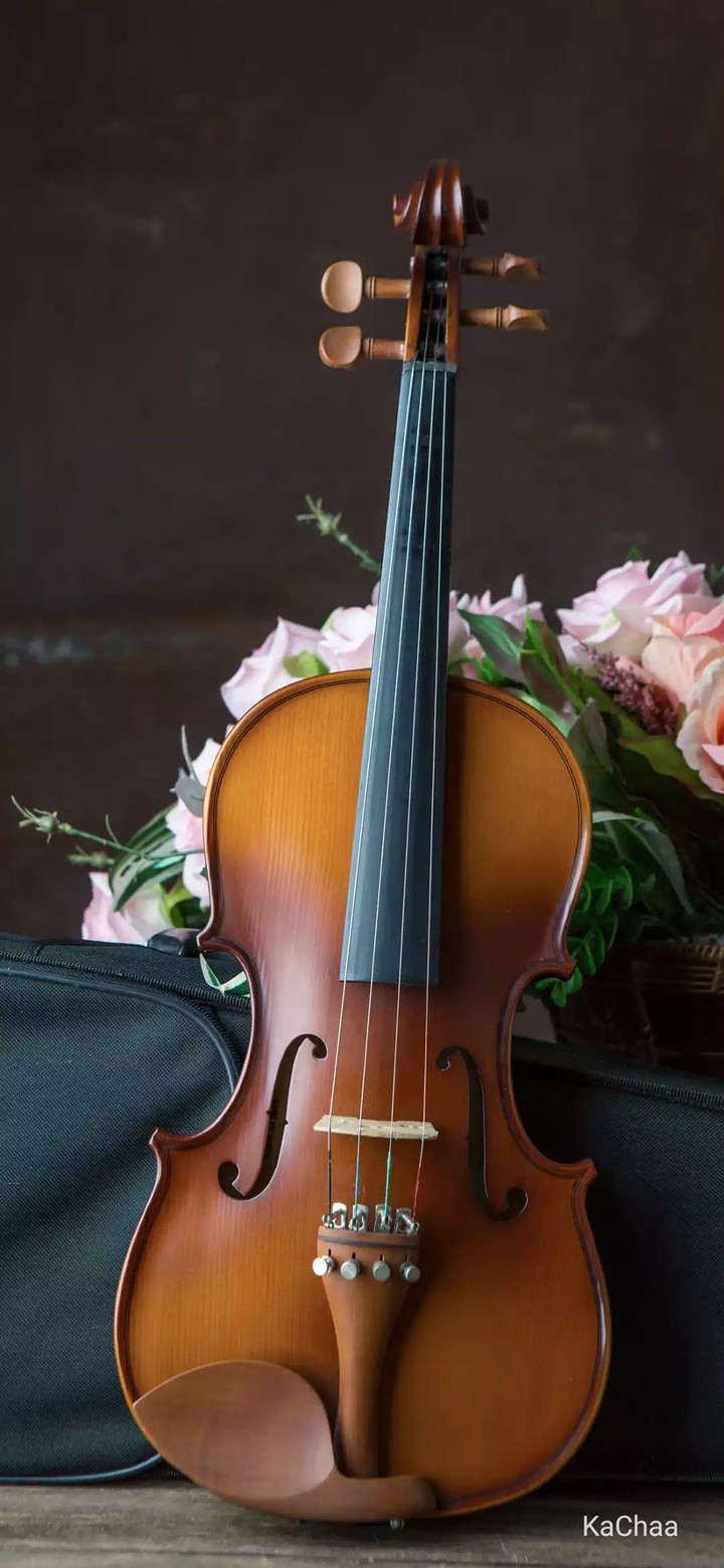 violon