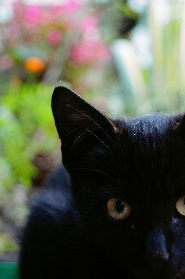 black cat.