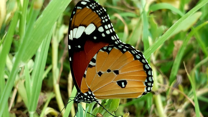 The Butterfly
