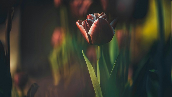 beautiful