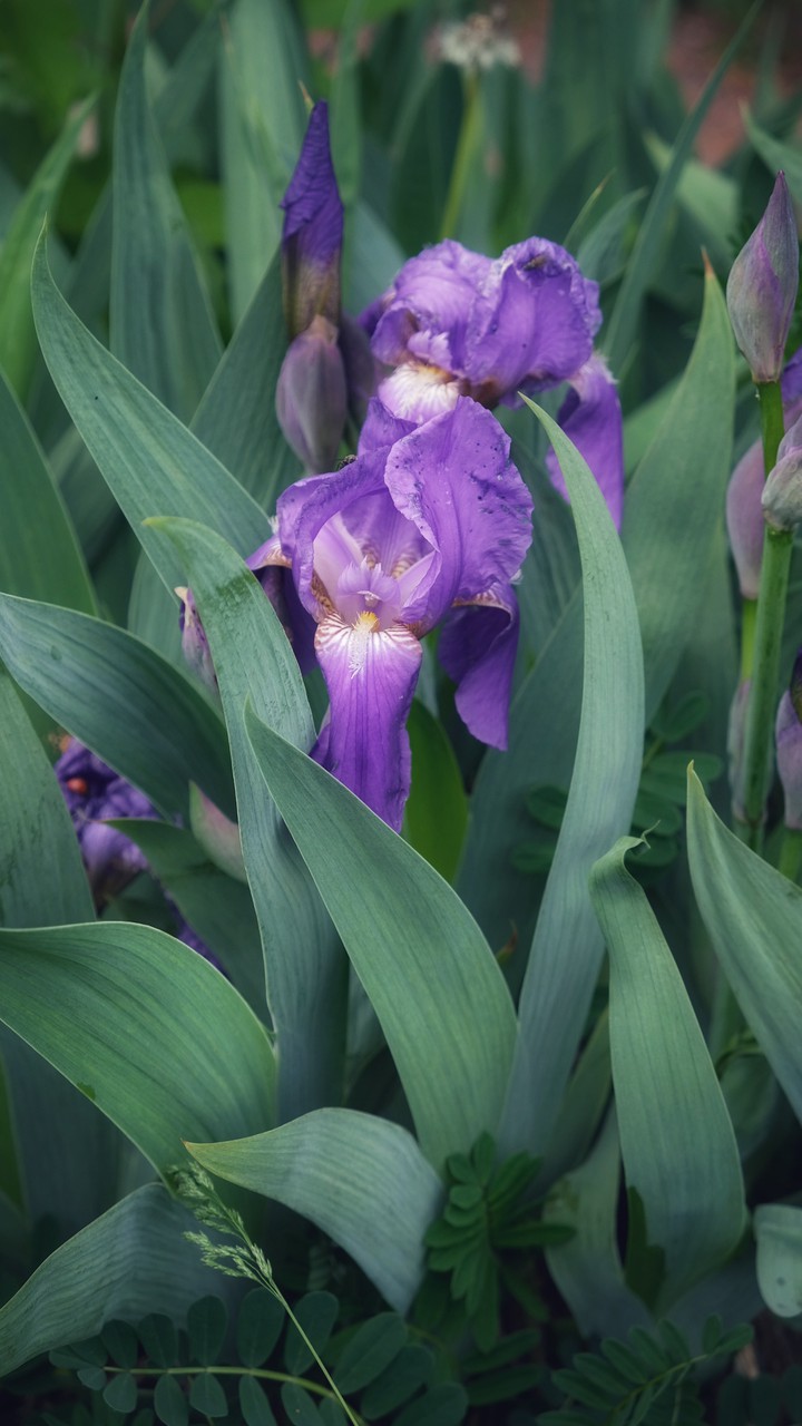 Flowers