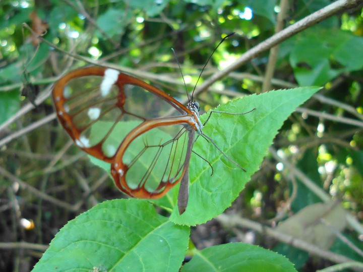mariposa transparente