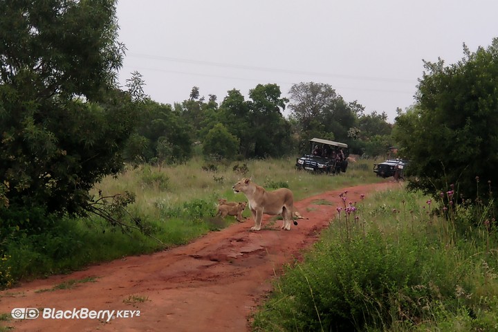 Africa