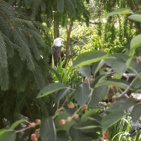 bald eagle