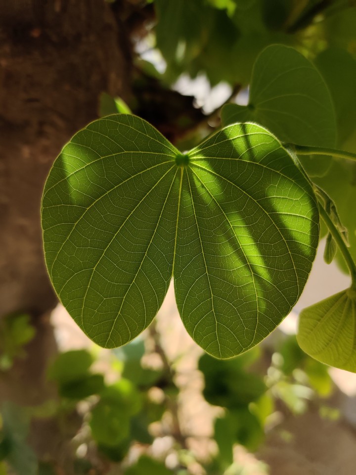 leaf