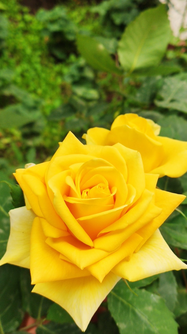 Yello Rose
