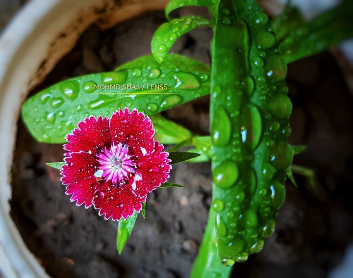 Morning Flower