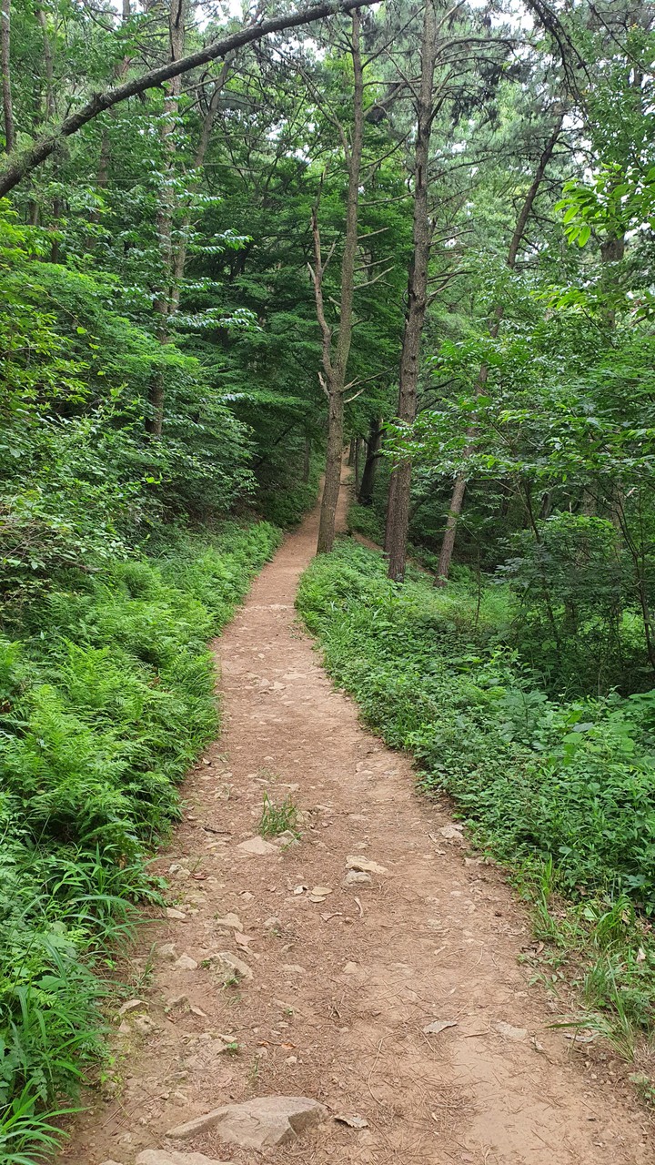 숲속길(road in the woods)