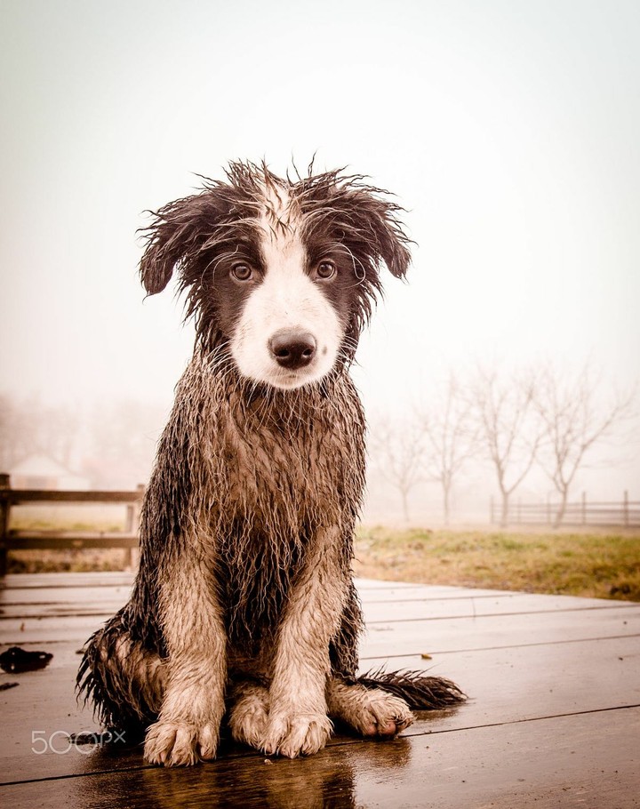 The Border Collie Because There Is No Better Dog