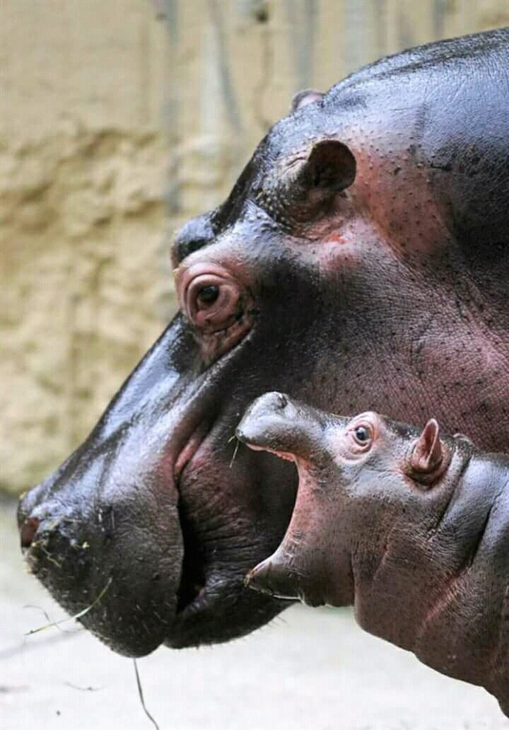 nice rhino hippo hiphop family