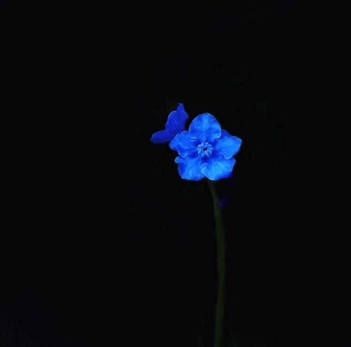forget-me-not