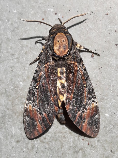 કુદરતી કલાનું સર્જન.