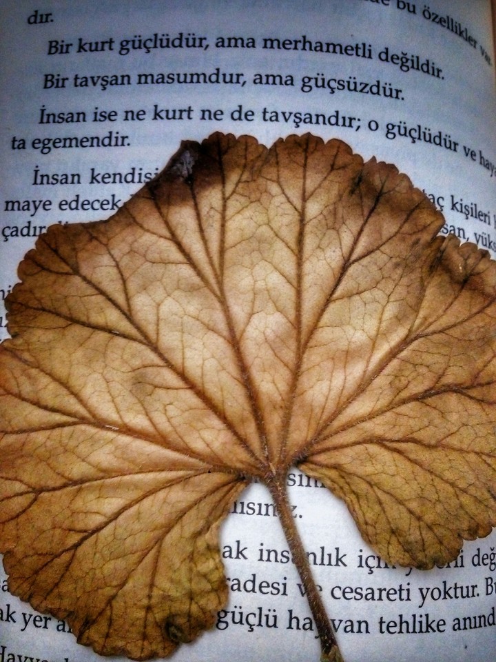 maple