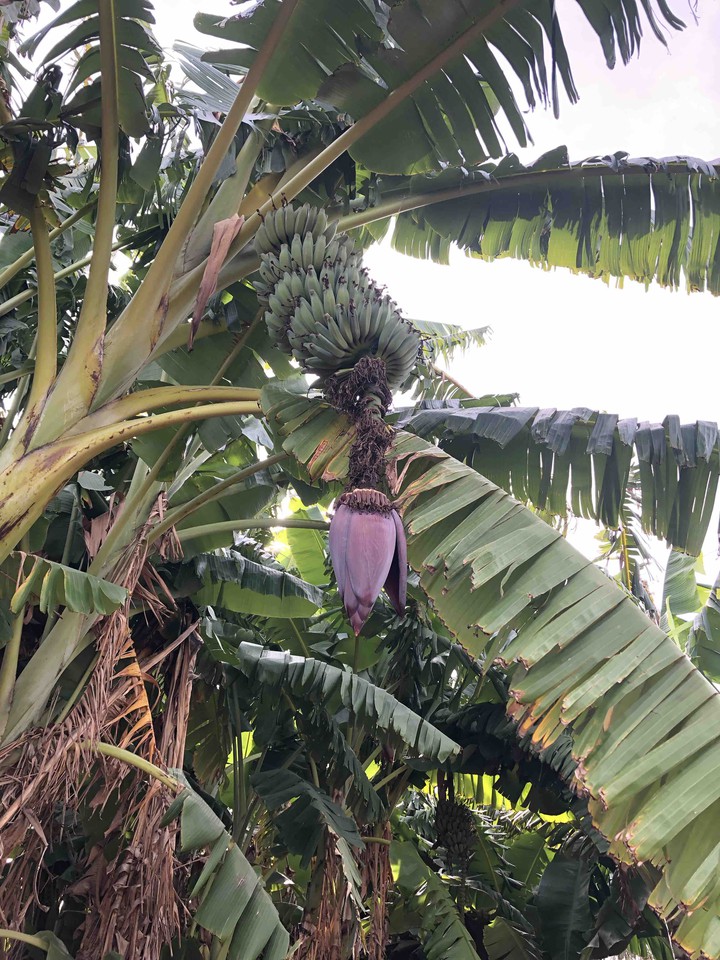 Bananas in southern California