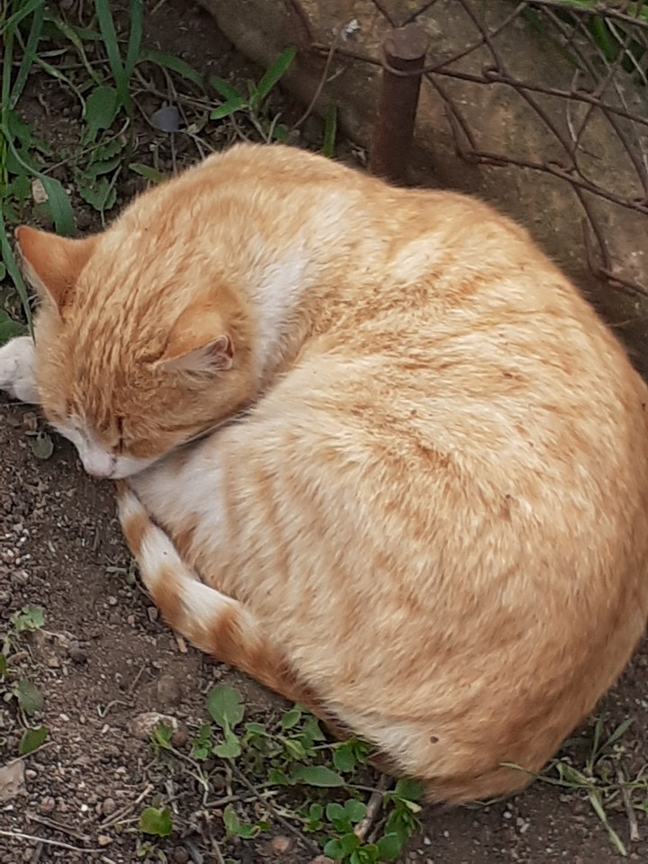 кошечка?