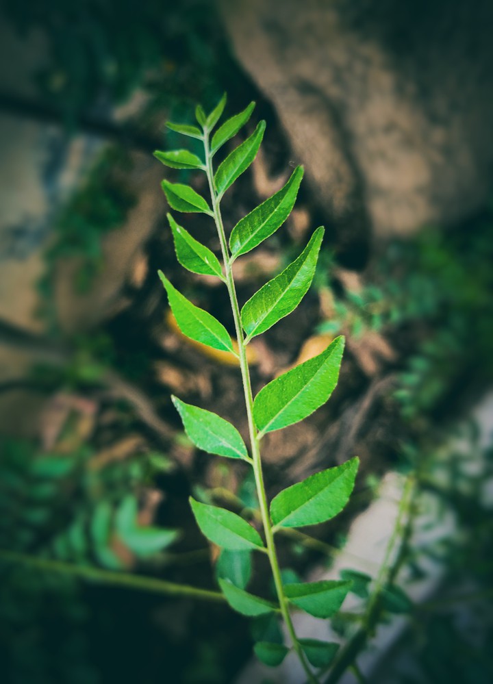 leaves