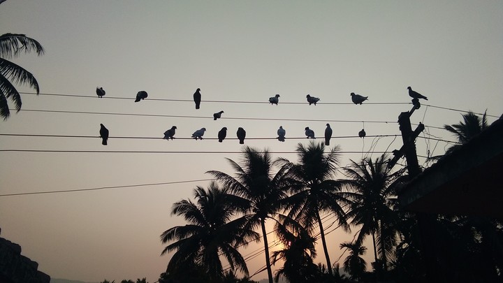 Sunset with my pegions...❣