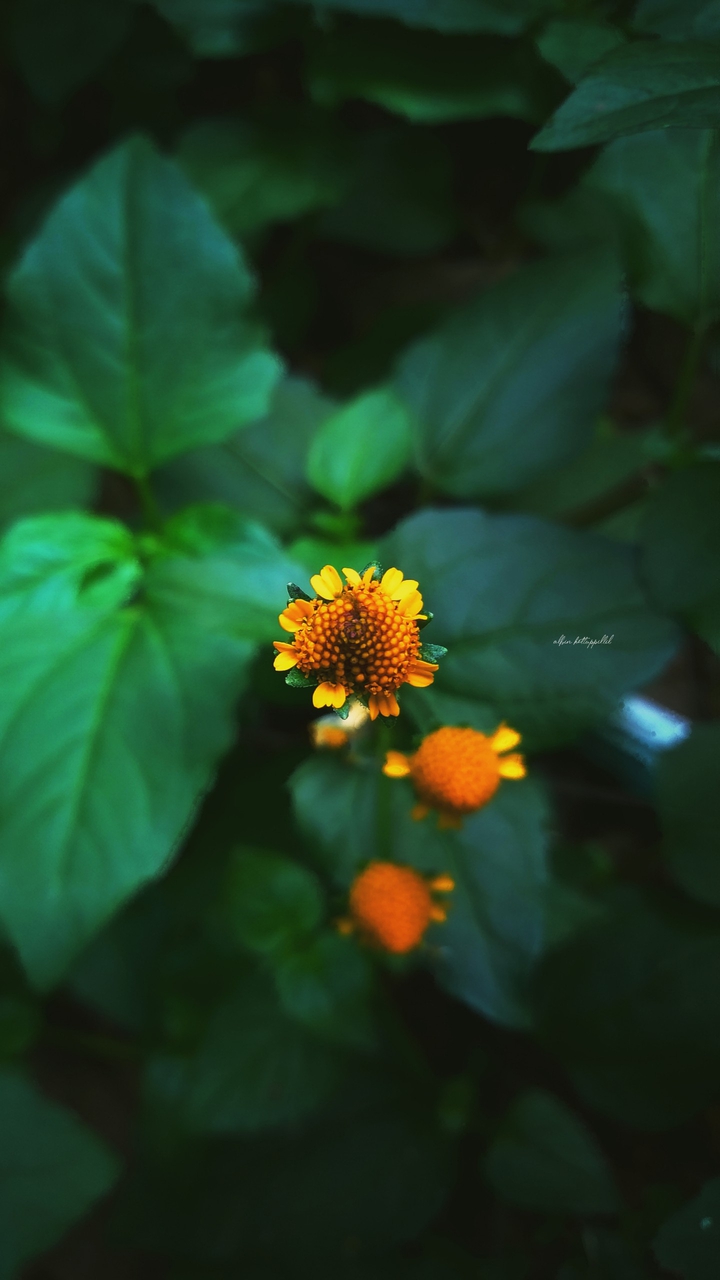 Bloom