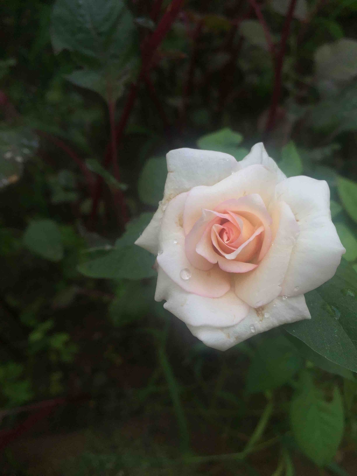 rose