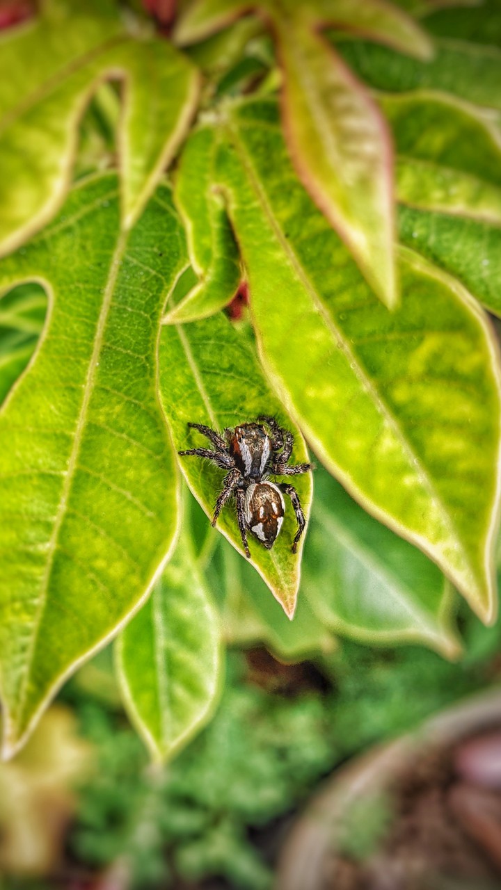 Spidy