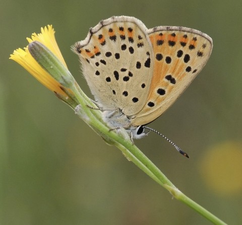 butterfly, arthropod achtergronden