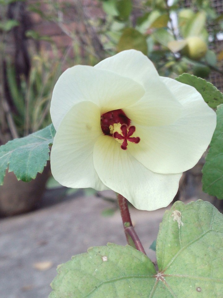 Ladies finger flower
