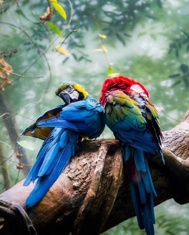 #bird #birds #parrot #colourful #love