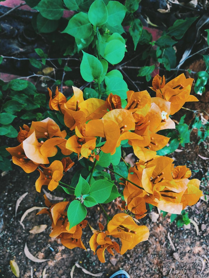 Flower