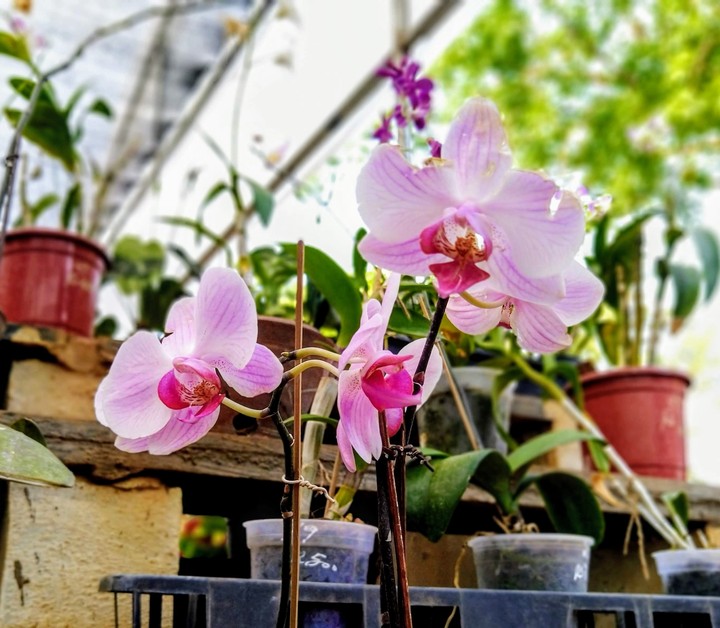 orchids