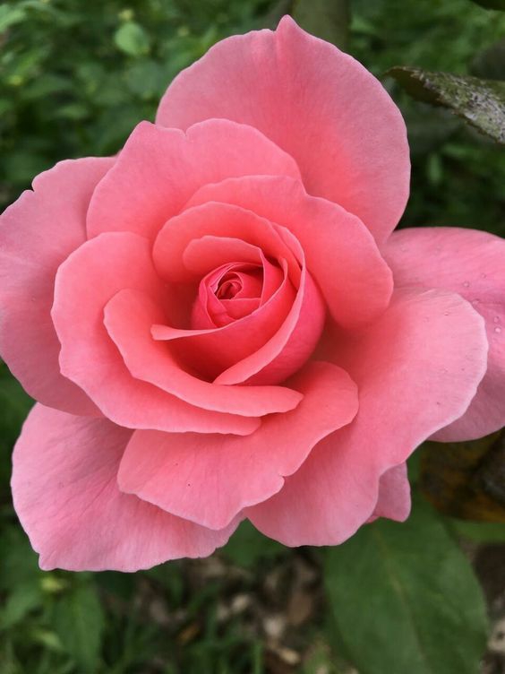 Pink rose.