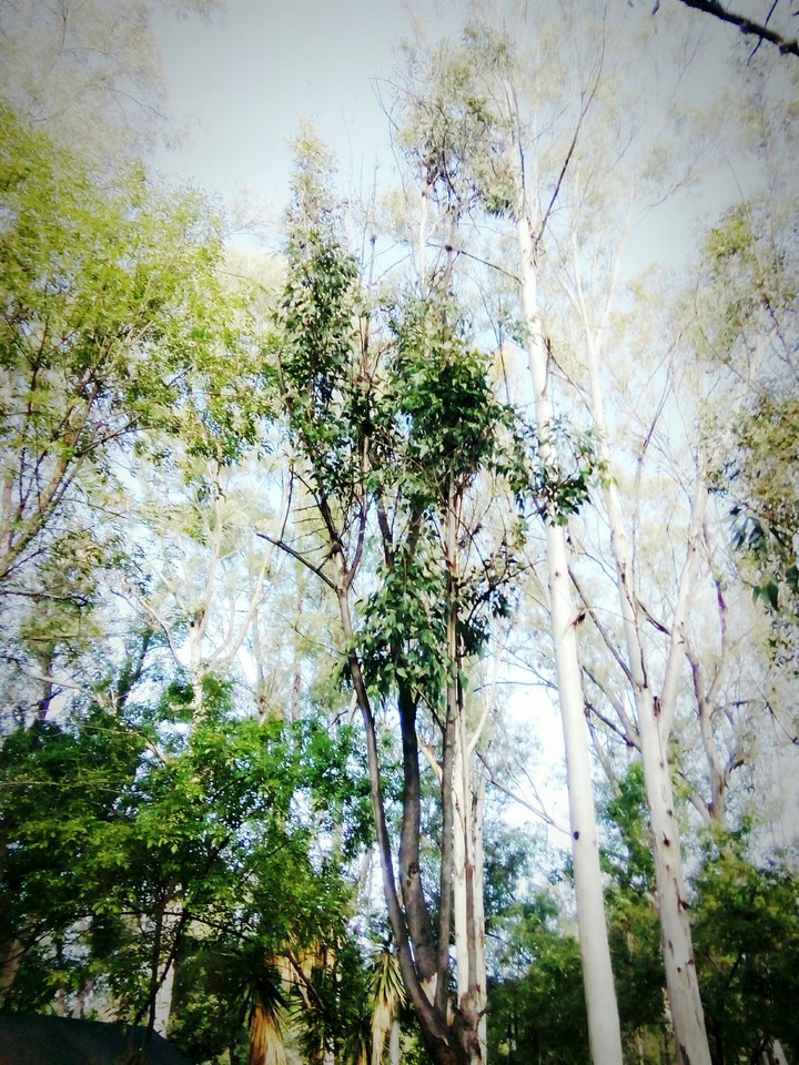 the forest