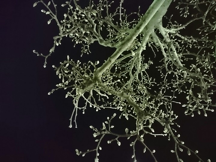 tree