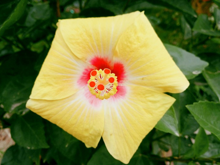Flower Yellow Garden
