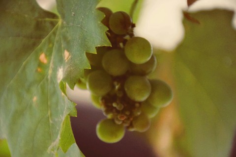 grapes