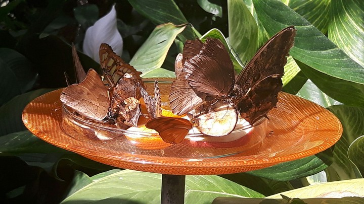 Butterflys.